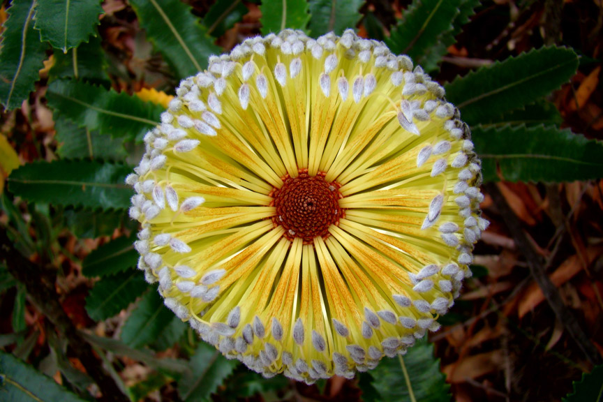 Australische Buschblüten